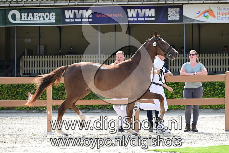 Raganix Belle M - 046