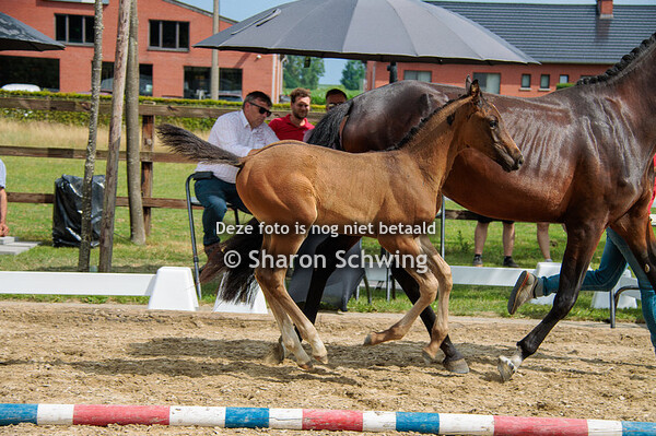 mannelijke springveulens oud