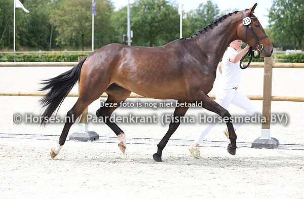 215 Rosalin (Fontaine TN x Veralin v. Belisar)