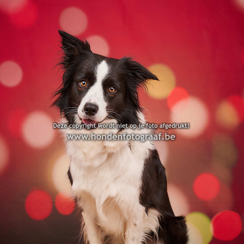 DAP Cloots - Londerzeel