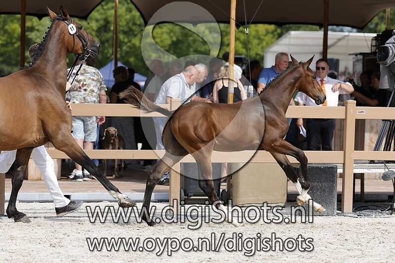 Thunderstruck DN v. Night Life VDL