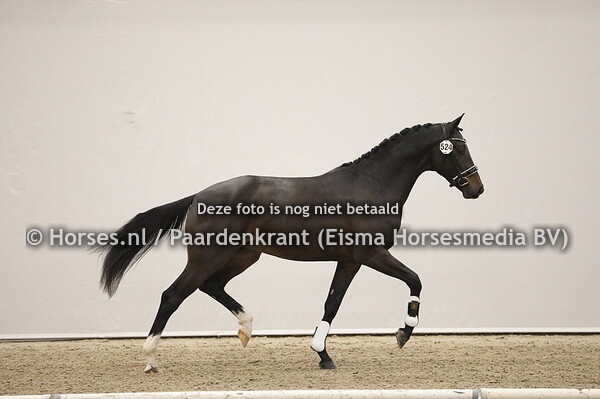 524 Just Wimphof x Chinook