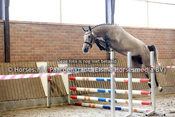 23 Serlin Belle M (Berlin x Mon Belle v. Comme il faut)