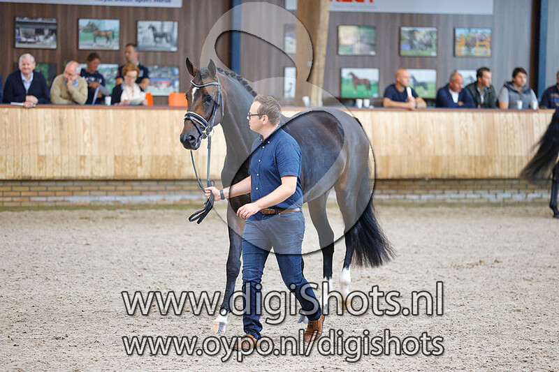 Straight Horse Santiano v. Sezuan