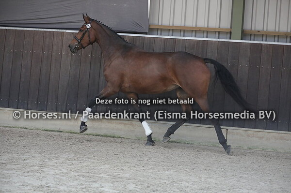256 La Prima Ballerina (Gotcha-Utopia x Ballerina v. Uphill)
