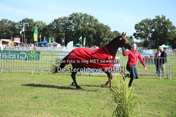 3.Dressuurmerries 3j