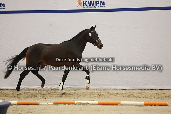 305 (Bloomberg x Johnson)