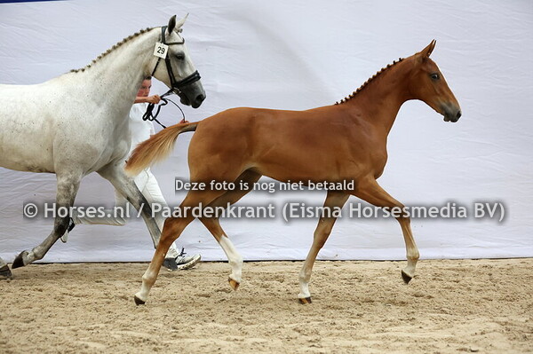 29 Viva la Baltic M&M (Baltic x Juni RD v. Zirocco Blue)