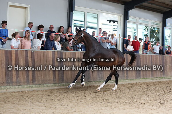 10 Saraja (Kjento x Dalaja v. Van Gogh)