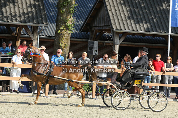 4 Jarige fokmerries in tuig Groep 2