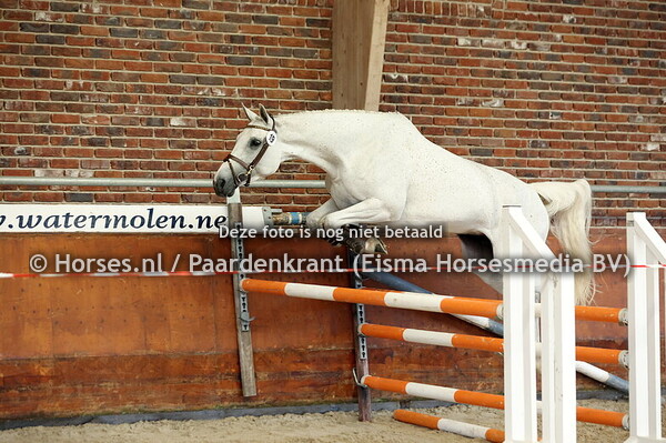 19 Nizilottie VW (Contendro I x Dizilottie v. Cero)