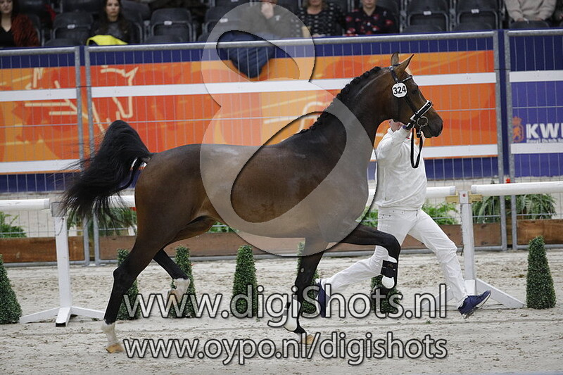 Magic vd Anjershof 324