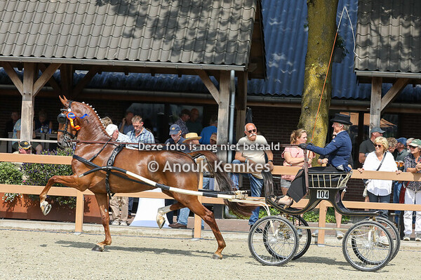 5 Jarige fokmerries in tuig groep 2