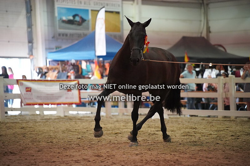 Seccion 7 - yeguas de 4 anos