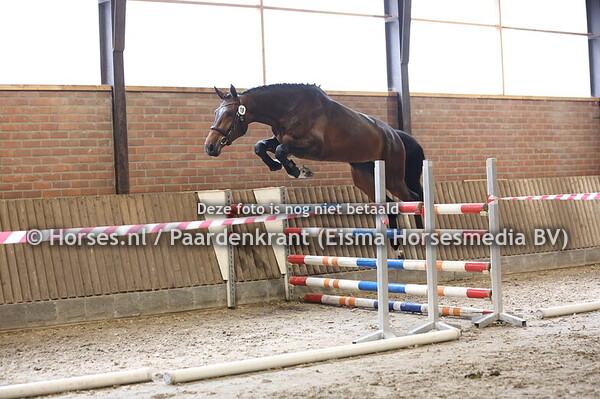 19 Sweet Cristelle M (Christello x Miss Lina v. Harley)