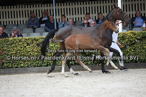 68 Okidoki (Kitt SB x Campari v. Stakkato)