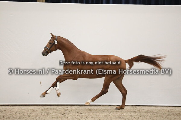 574 Vitalis x San Amour