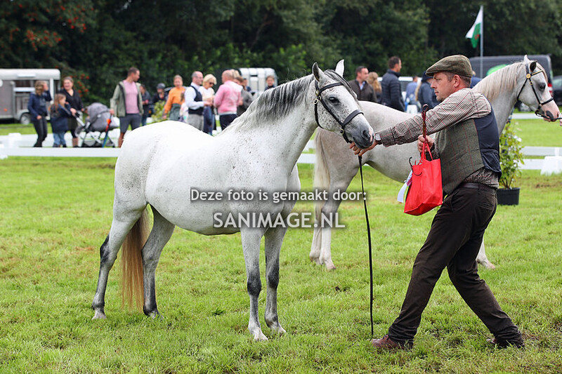 Dragon Welsh Pony Show 12-08-2023 Ochtend
