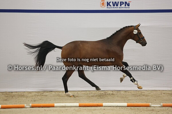 437 (Magic Boy x Royal Dance)