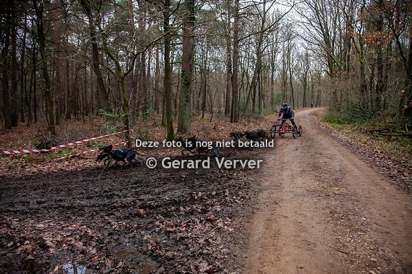 Donderslag Sled dog trail 16-12-2023