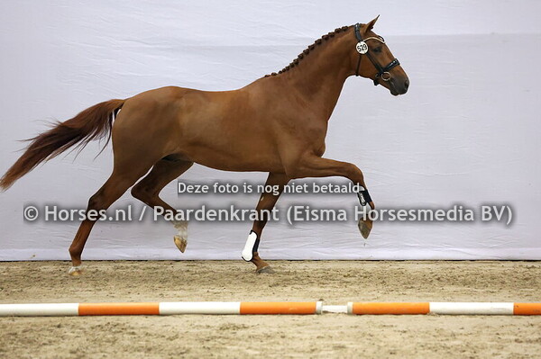 529 (Vaderland x Totilas)
