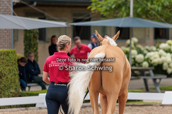 Mannelijke jaarlingen Dressuur
