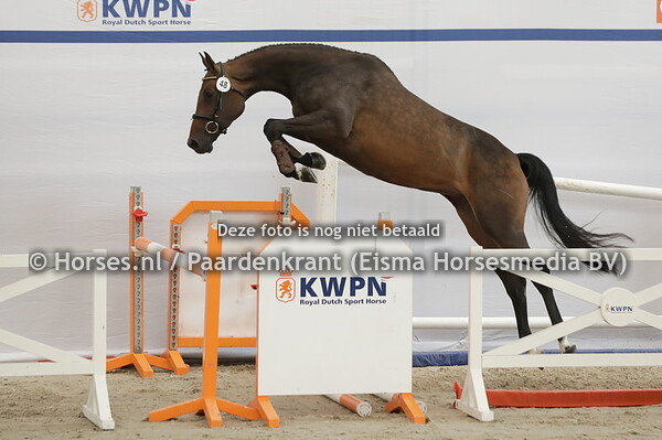 48 Peron B (Comthago x Berona v. Royal Star)