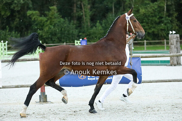 Puizandra ( Waldemar x Manno ) 