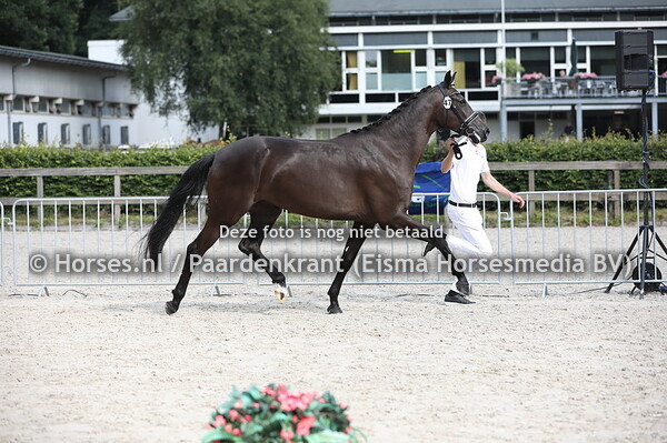 47 Lozette (Grand Galaxy Win x Dozette v. Blue Hors Zack)