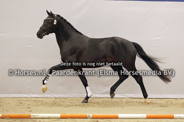 526 Rembrandt (Totilas x Zandora v. Jazz)