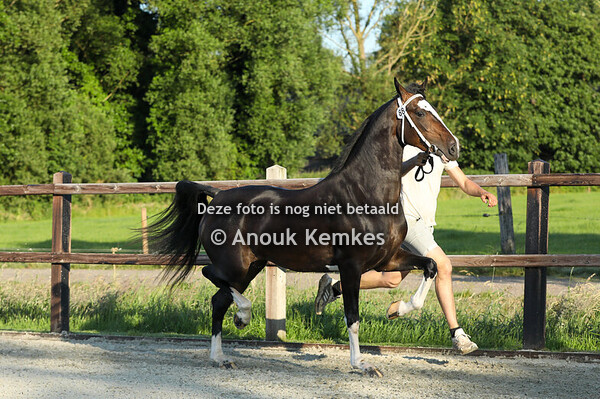 Simona Lieza AC ( Icellie x Avion Pierre )