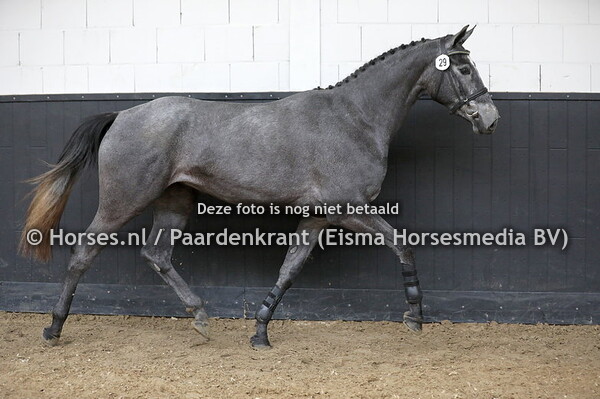 29 Phillian (Classico TN x Fillian v. Verdi)