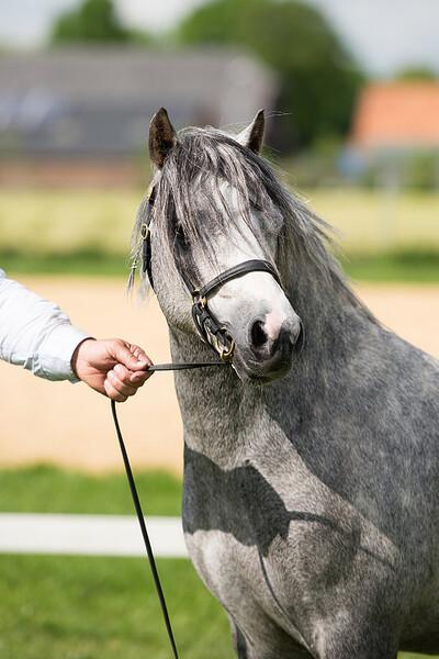International Welsh Friends & Border Show