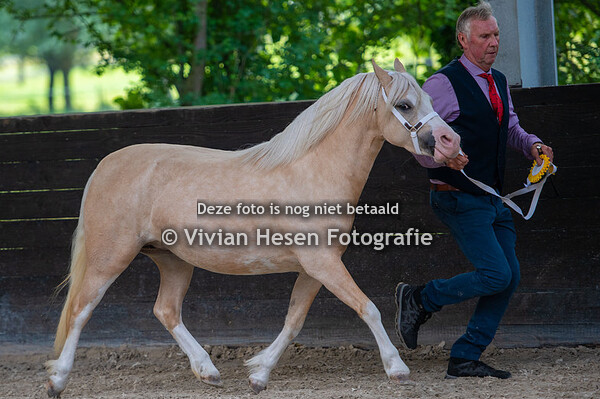 Nationale Show Welsh Belgium
