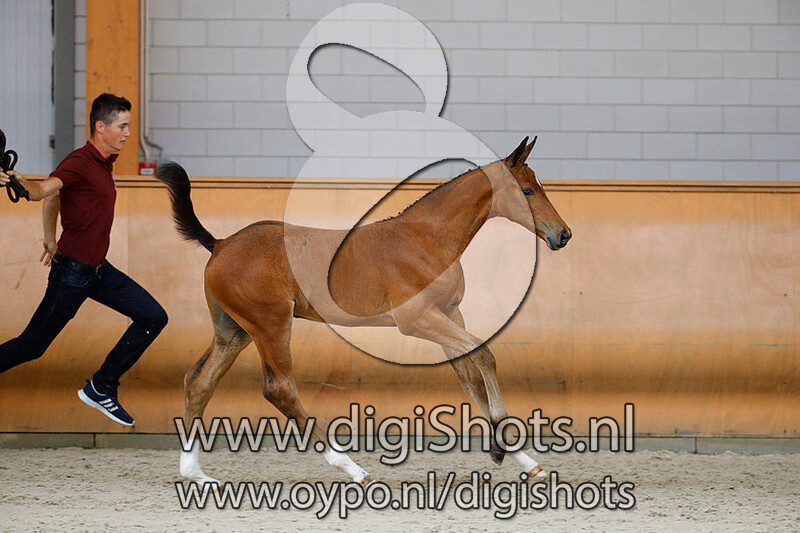 Catan Citty v. Chacoon Blue