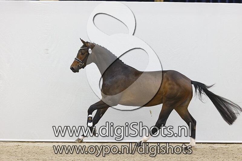 Neuer Tanz SJD v. Foundation