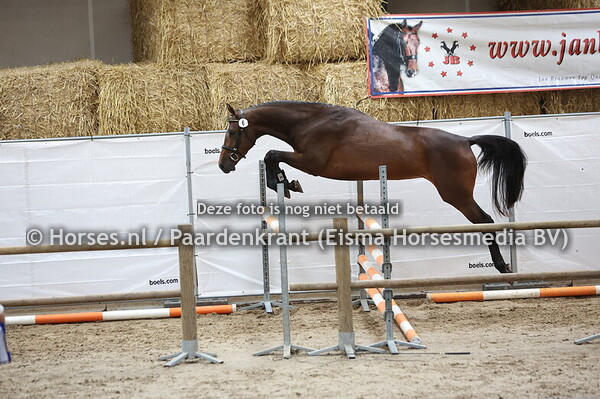 6 Siwyrusa (Baltic VDL x Wyrusa v. Corland)