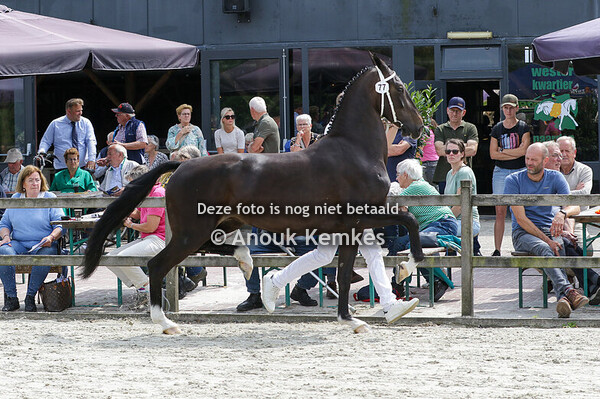 077 - PAULINE LANTO HBC X ATLEET H.P. CAZEMIER, BUNNE