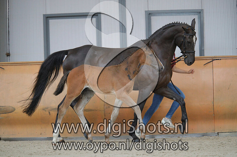 Oxxiss v. Untouchable