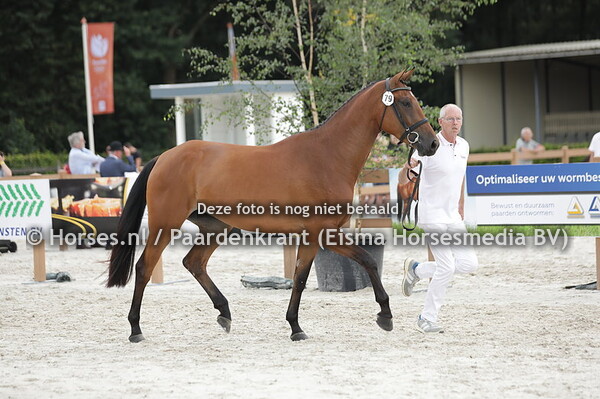 79 Phelicha van de Wolfsslenke (Verdi x Mimicha vd W v. Elton)