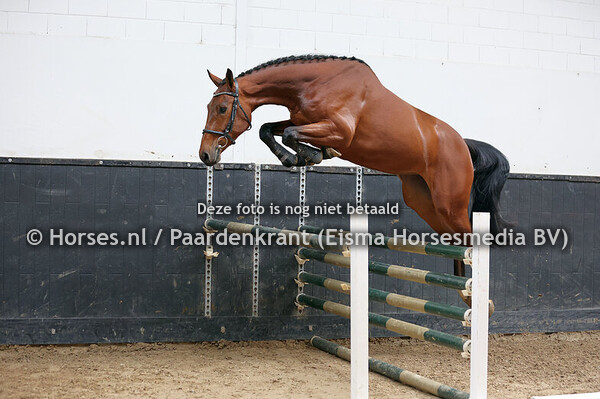 02-05-25 Stamboekkeuring KWPN Geesteren