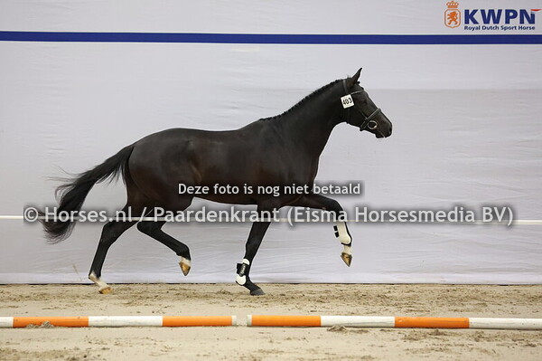 403 (Ibiza x Apache)