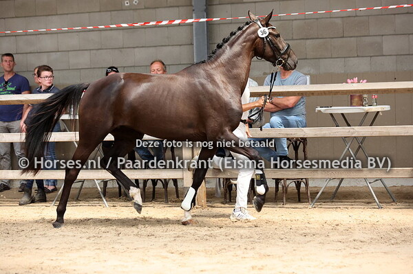36 Sheene VDP (Taminiau x Melandri v. Ferdeaux