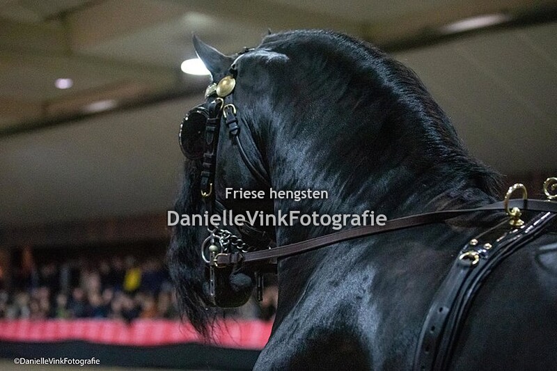Hengstenshow Lunteren 25-02-2023 Jouwe 485