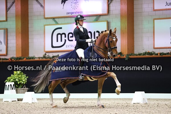 10-11-25 Kronenberg KWPN HC Gelders Paard