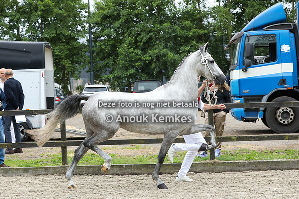 Soraya ( Magnifiek x Bentley VDL)