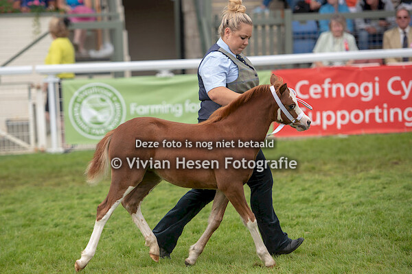 Foal Classes section A