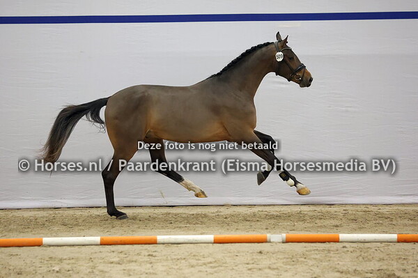 509 (Sezuan x Rohdiamant)