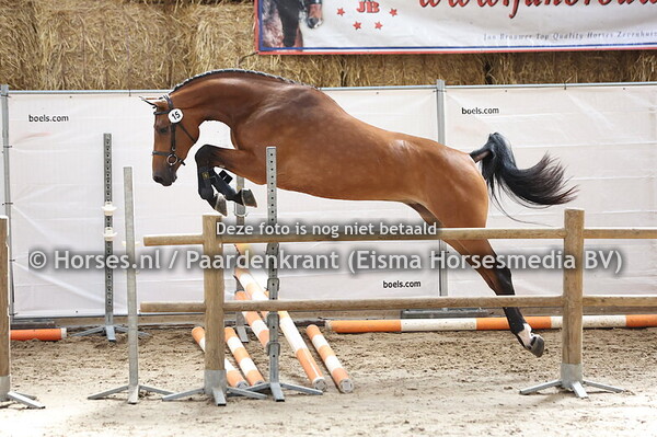 15 Solista (Impressive VDL x Golista v. Up to Date)