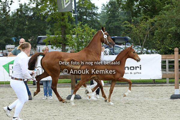 8 - Valesca DH ( Macho x Fantijn )